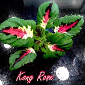 Coleus 'Kong Rose' Live Plant