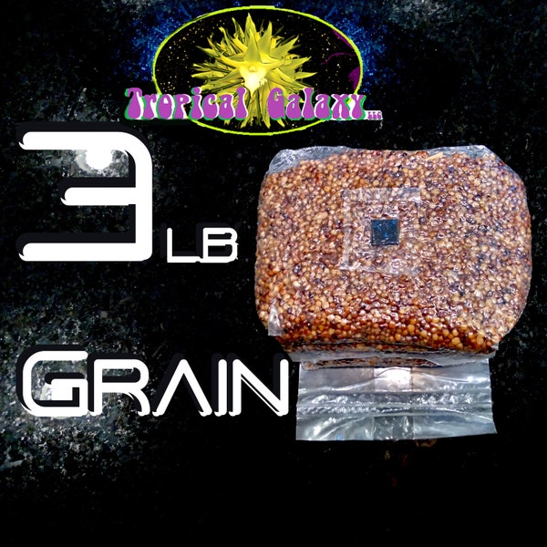 Sterilized Grain for Mushroom Spawn, Inoculation Port Included