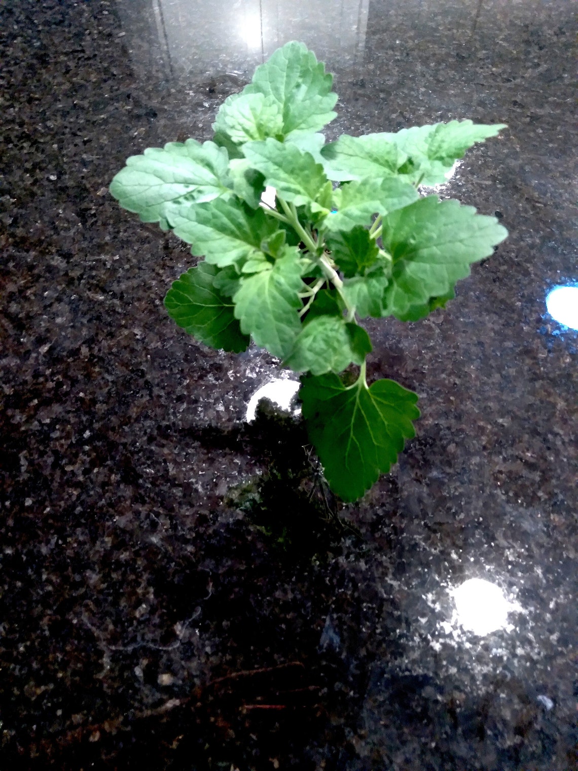 Catnip Live Plant Nepeta cataria Etsy