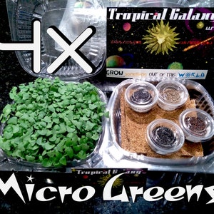 MicroGreen Universe in a BOX ! Four Microgreen Varieties, Simple Hyrdroponics !
