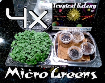 MicroGreen Universe in a BOX ! Four Microgreen Varieties, Simple Hyrdroponics !