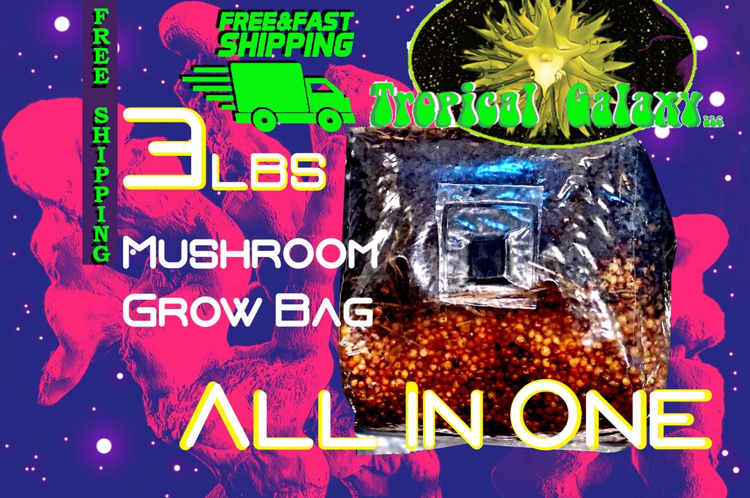 3lb All in One Mushroom Grow Bag Sterilized Grain With Bulk Etsy