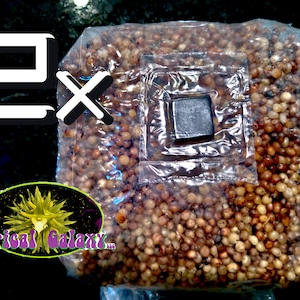 2x Bags Sterilized Mushroom Grain Spawn