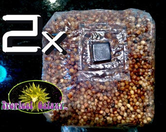 2x Bags Sterilized Mushroom Grain Spawn, 1.5lbs each