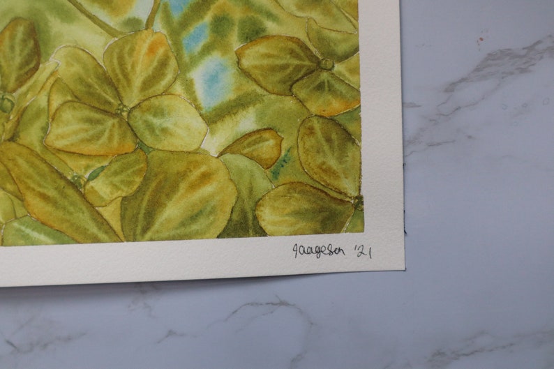 9x12 Original Watercolor Painting Green Hydrangea Flowers