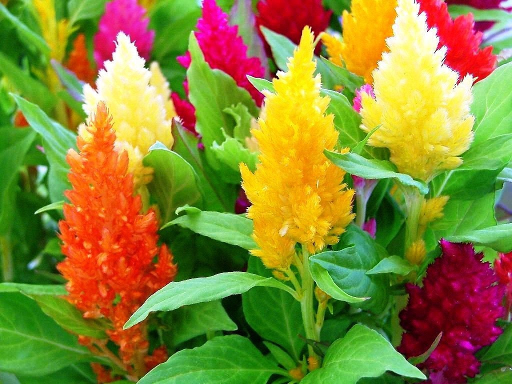 Celosia Argentea Seeds Organic Plumosa Seeds Celosia Seeds | Etsy