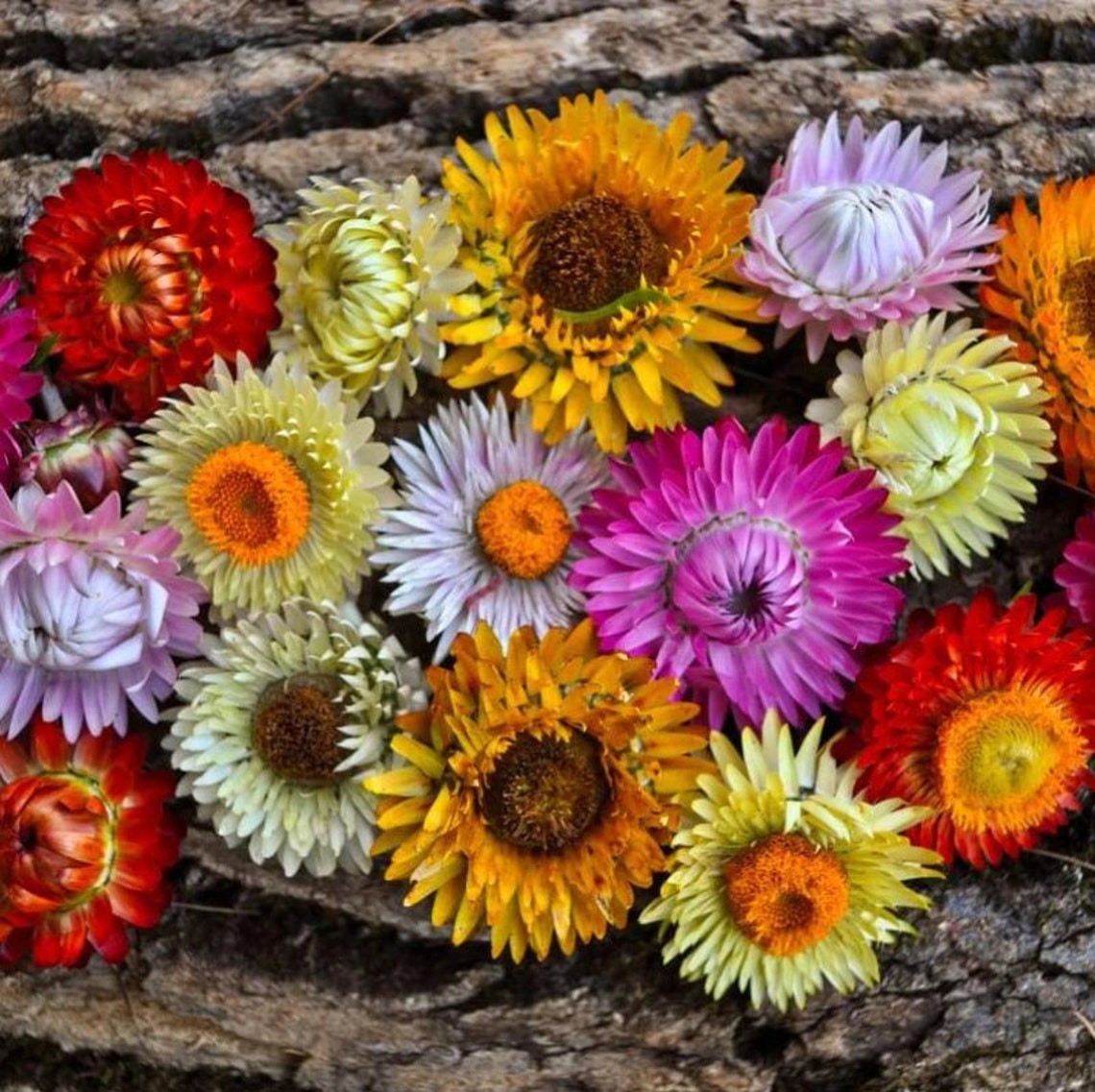 Mix Strawflower Seeds Organic Flower Seeds Straw Helichrysum Etsy
