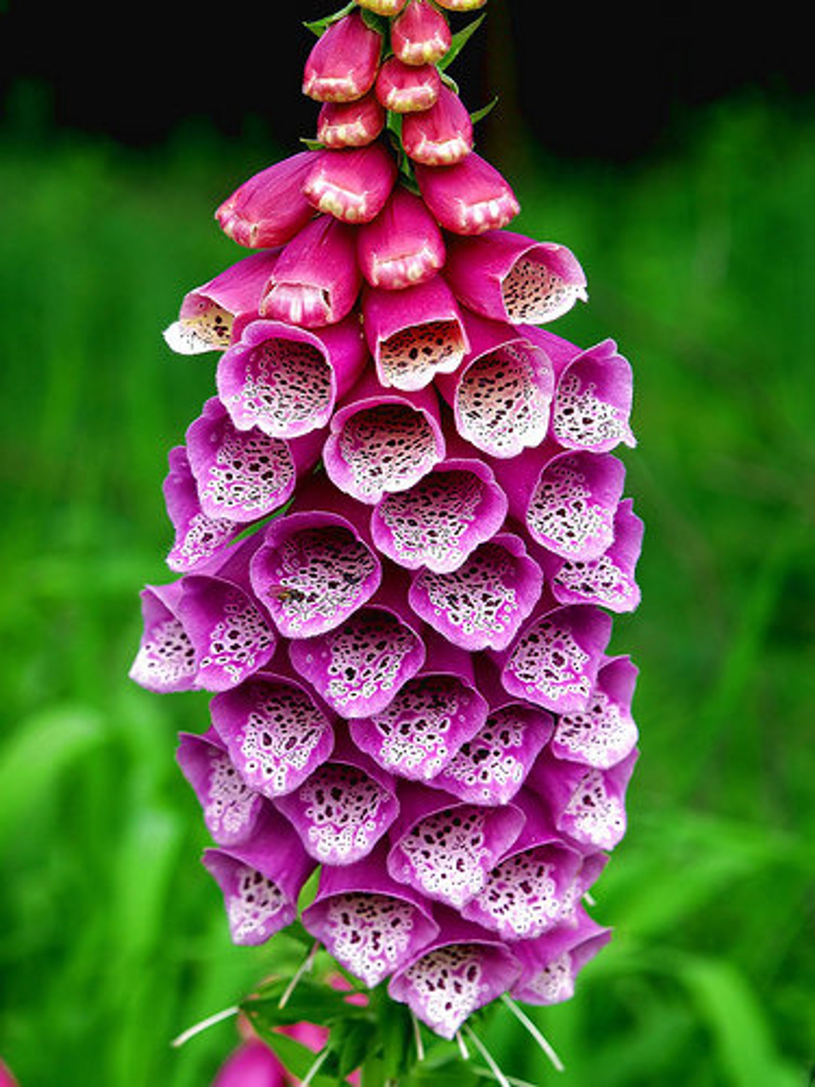 Foxglove. Наперстянка пурпуровая (digitalis purpurea). Наперстянка дигиталис Пурпуреа. Наперстянка Глоксиниецветная. Наперстянка 'Dalmatin Purple'.