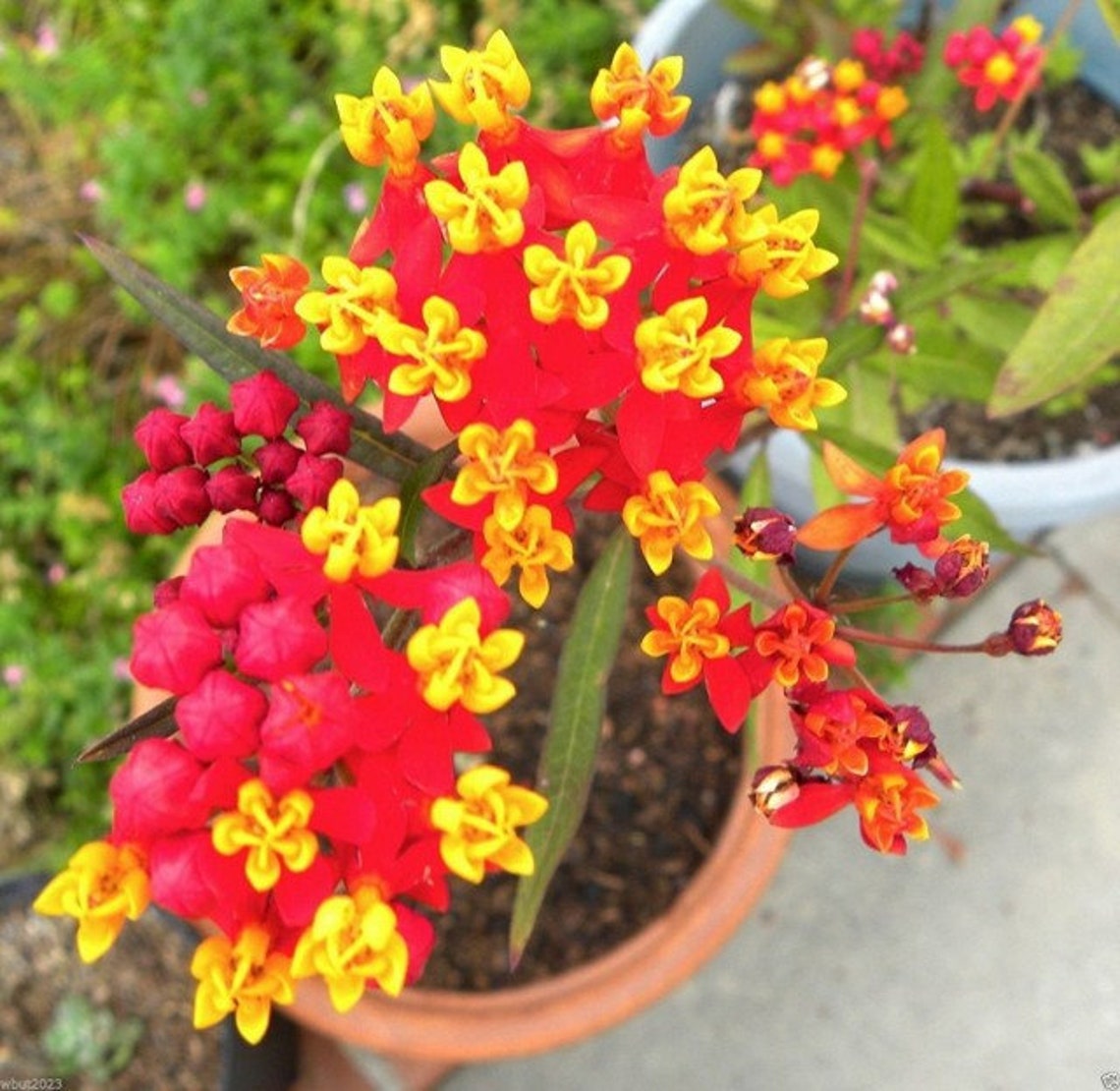 Swamp milkweed Seeds Asklepias Organic Seeds Asclepias Etsy