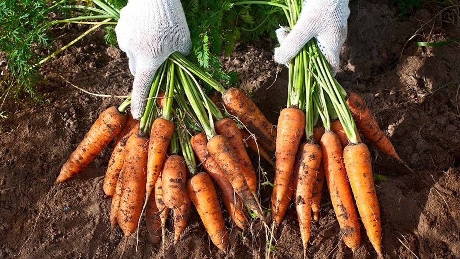 Organic carrot seeds Carrot Seeds 0.7 Oz Carrot Seeds Red Etsy