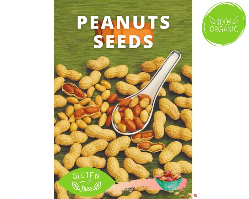 Peanut Seeds for Planting Peanut Seeds For Sale Perennial 2021 Etsy