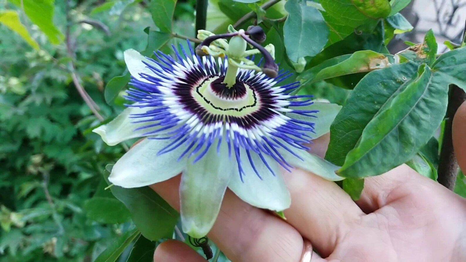 Passiflora Seeds Organic Passion Vine Seeds Passiflora Etsy