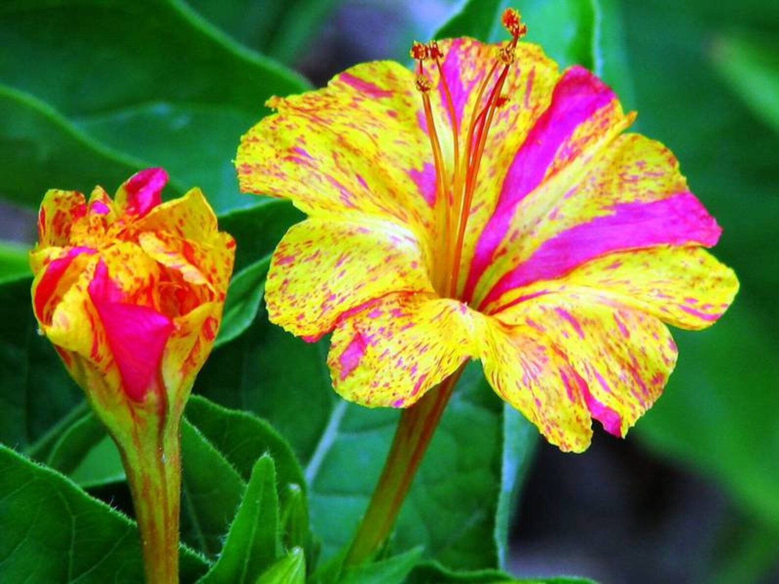 Mirabilis Seeds Flowers Organic Mirabilis Jalapa Seeds - Etsy Singapore
