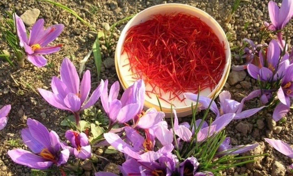 Saffron Bulbs Organic Non Gmo Crocus Sativus Saffron Bulbs Etsy