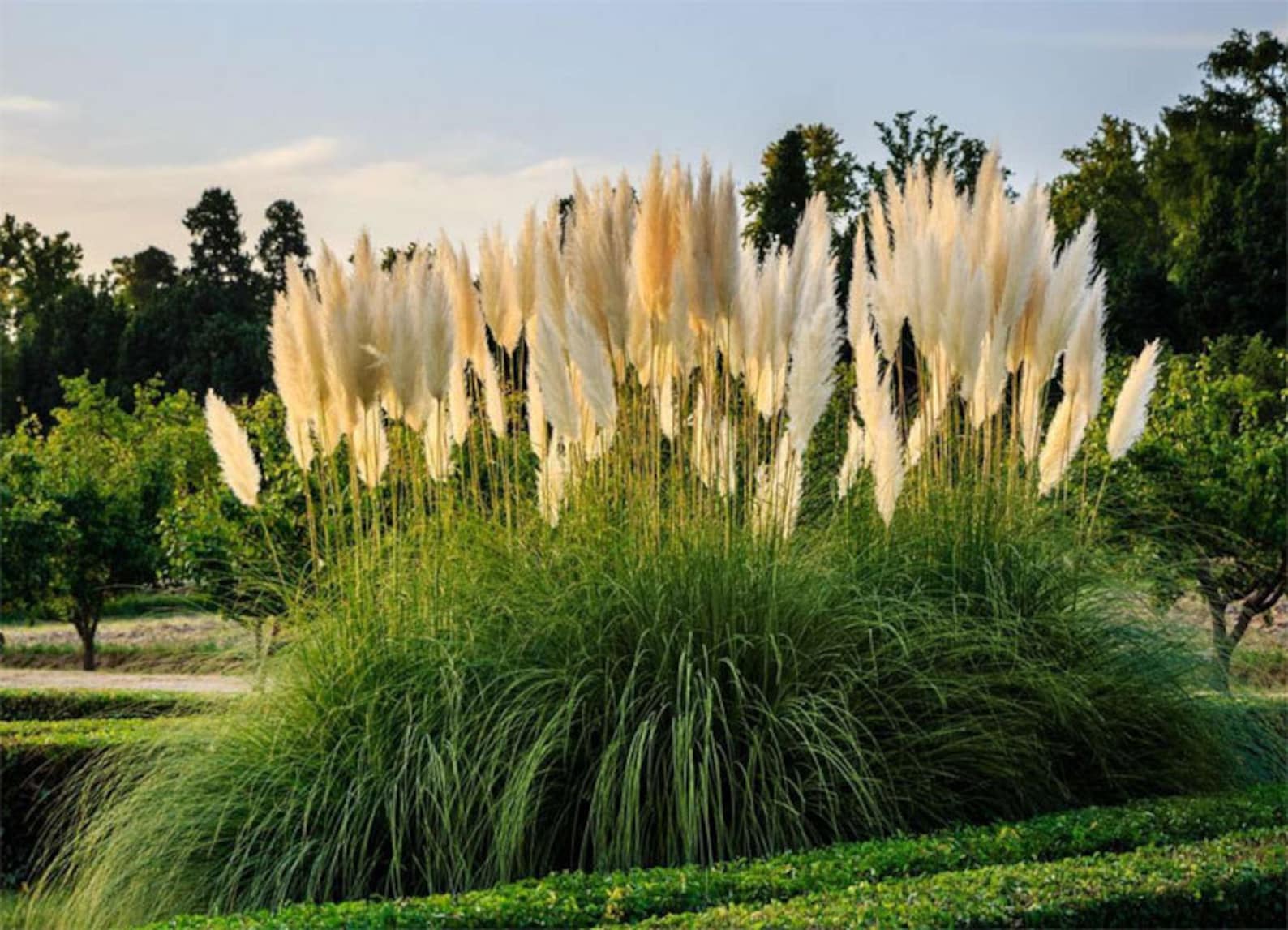 Pampas Grass Seeds Organic Pampas Grass Seeds for Planting Etsy UK