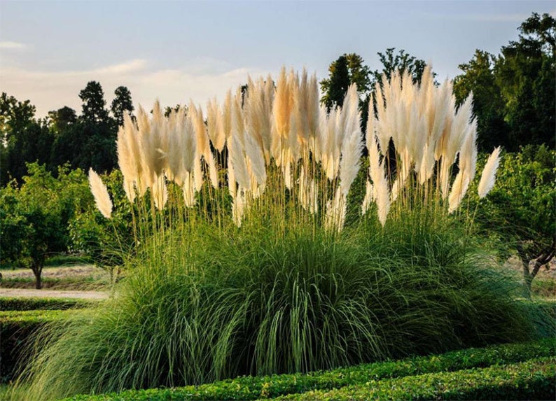 Pampas Grass Seeds Organic Pampas Grass Seeds for Planting | Etsy
