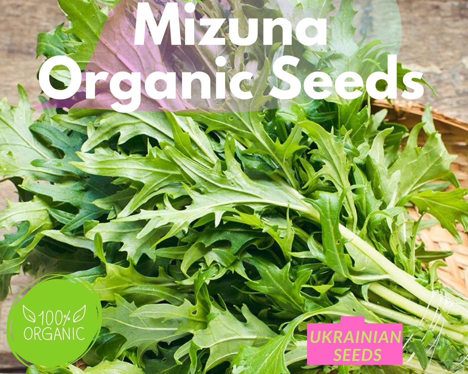 Organic Mizuna Mustard GMOFree Organic Japanese Mustard Seeds Etsy