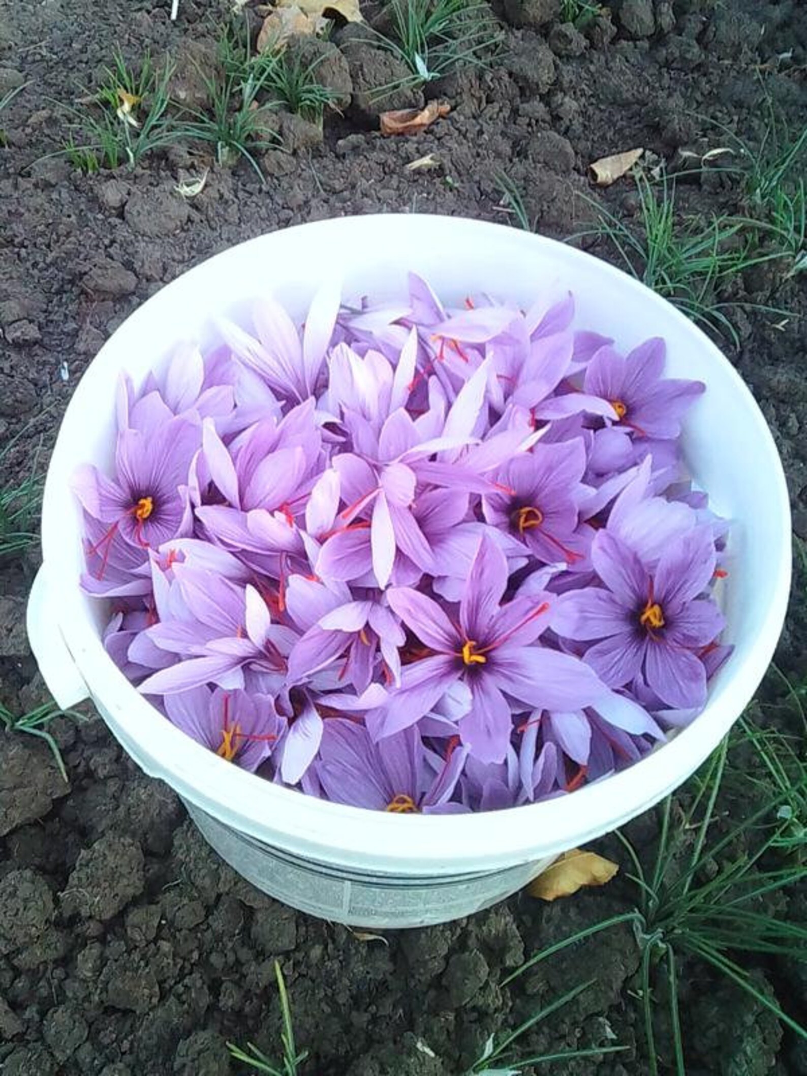 Saffron Bulbs Organic Non Gmo Crocus Sativus Saffron Bulbs Etsy