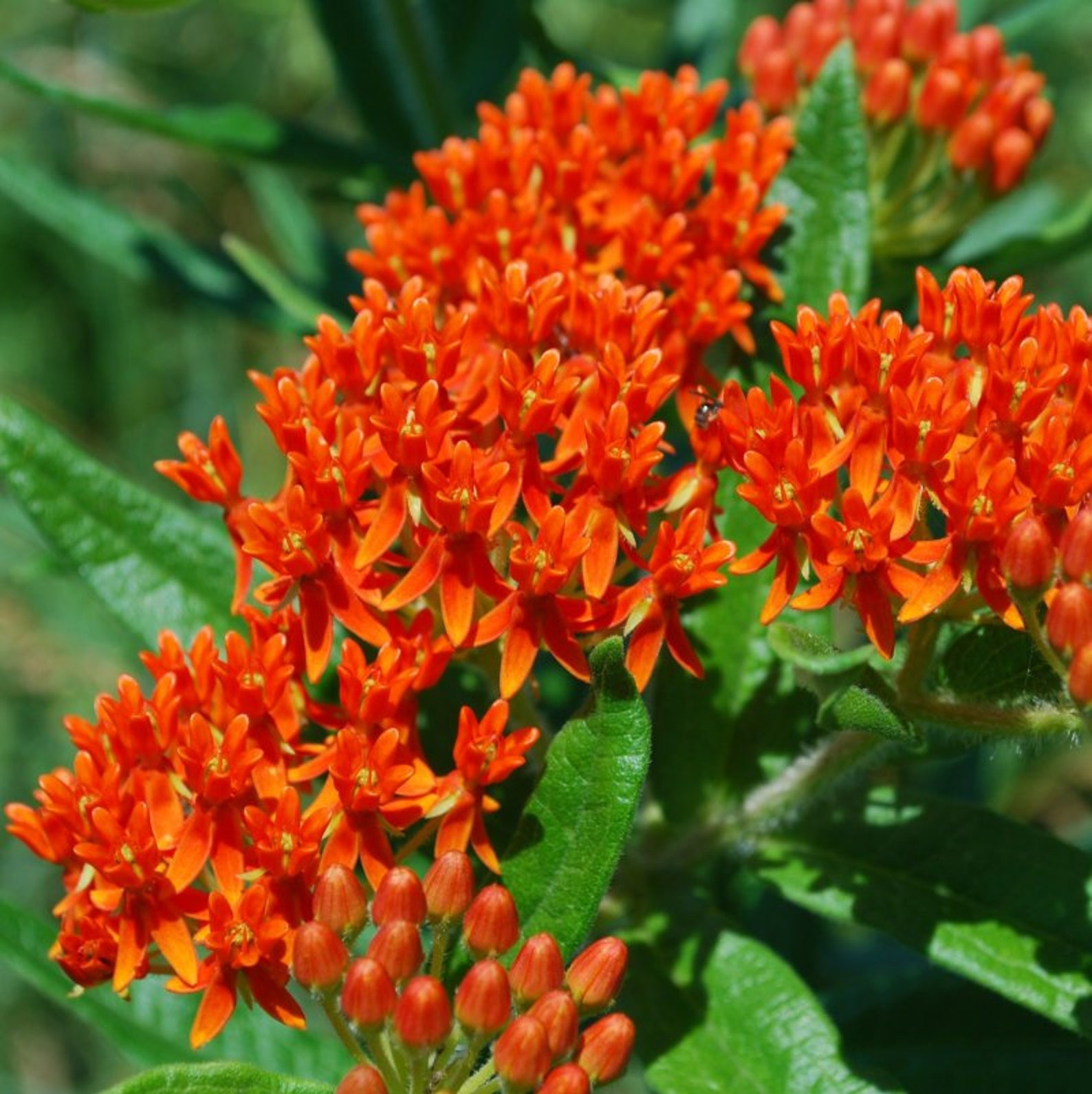 Swamp milkweed Seeds Asklepias Organic Seeds Asclepias Etsy