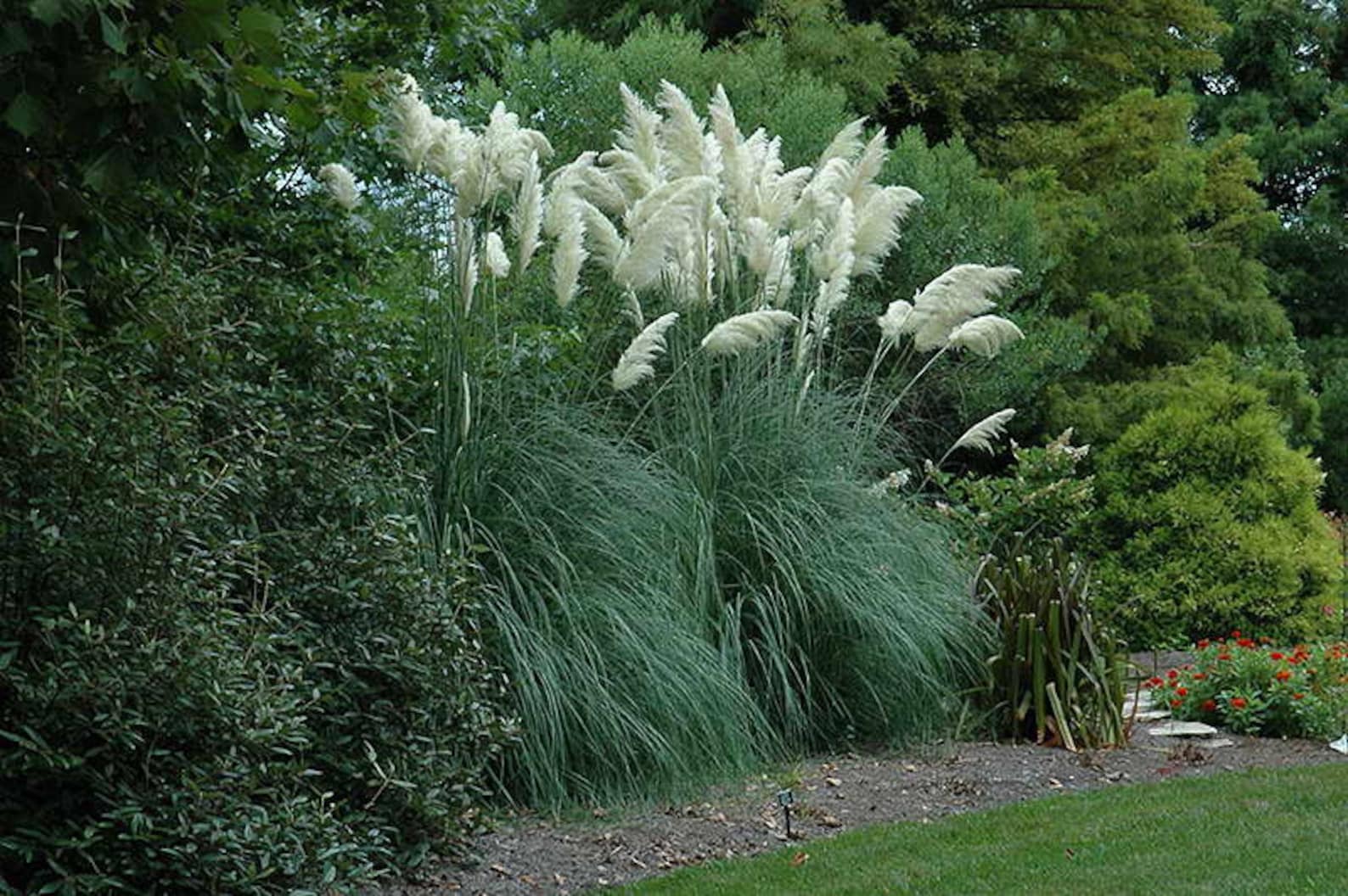 Pampas Grass Seeds Organic Pampas Grass Seeds for Planting Etsy UK