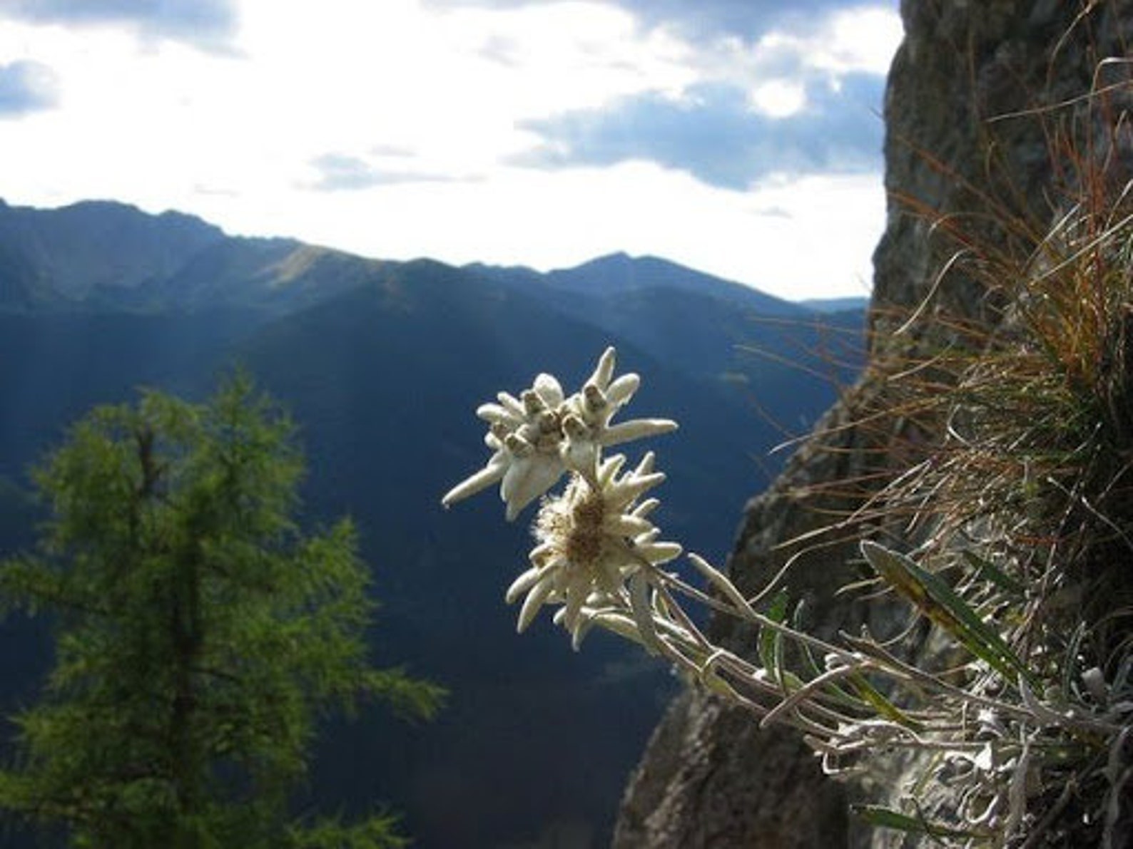 Edelweiss Flower Seeds for sale edelweiss flower seeds Natural Etsy