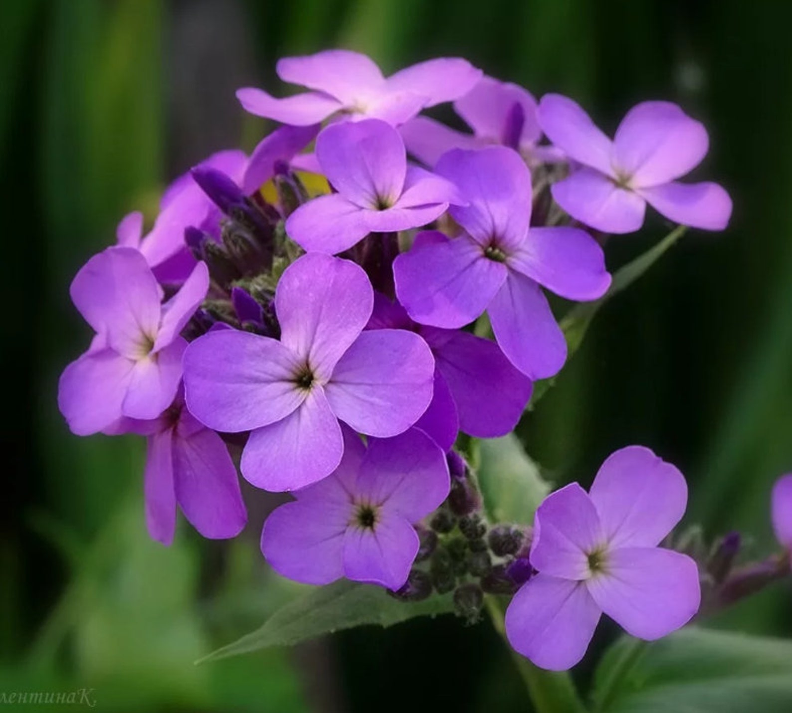 Hesperis matronalis