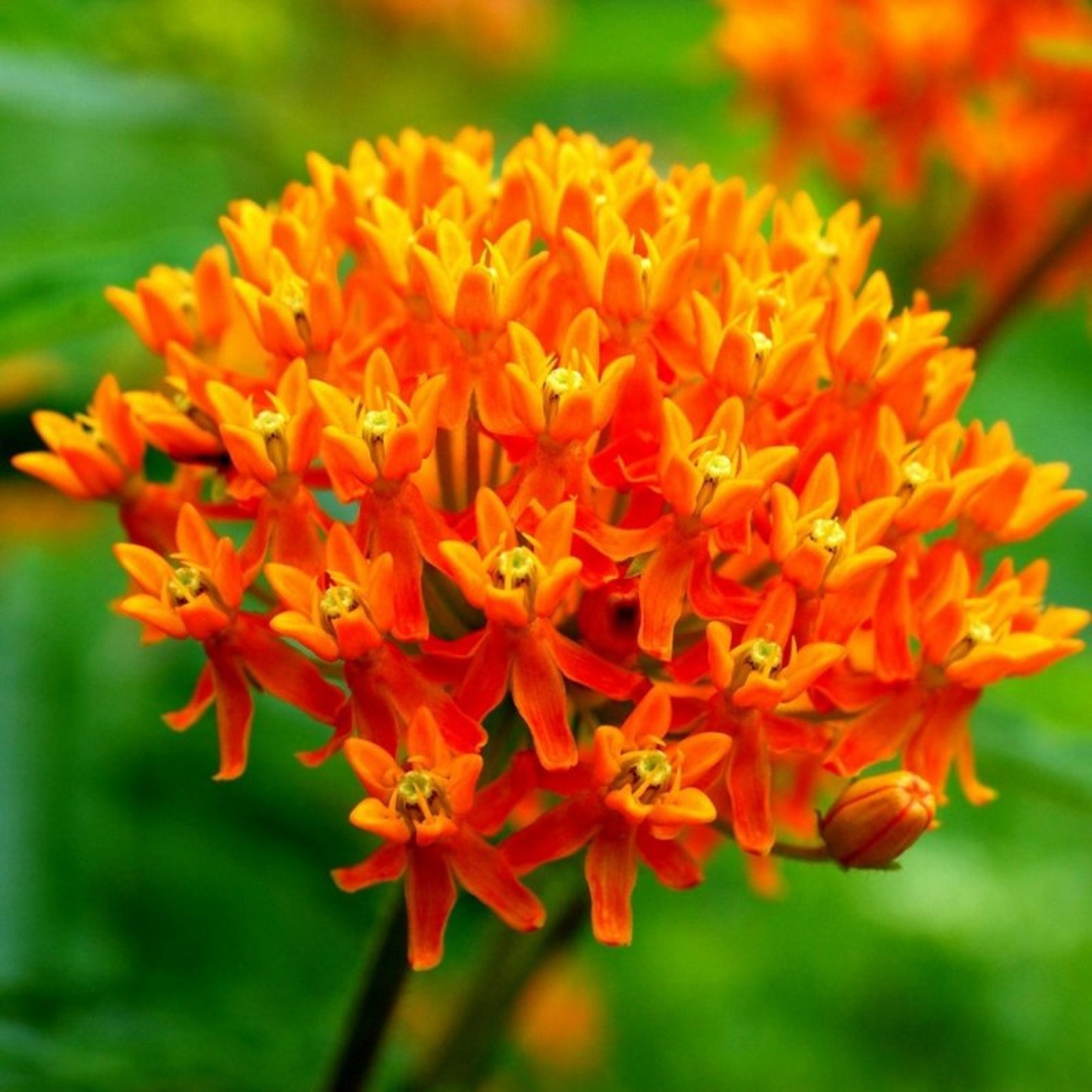 Swamp milkweed Seeds Asklepias Organic Seeds Asclepias Etsy