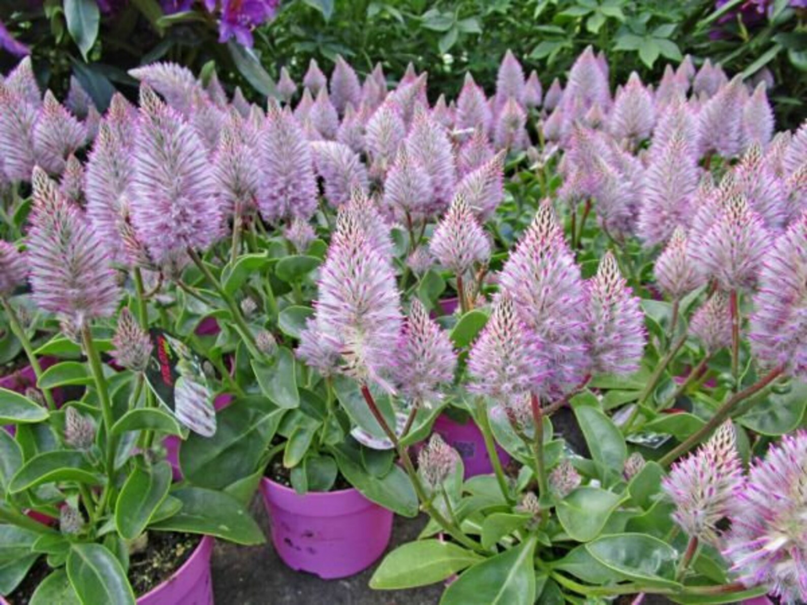 цветок птилотус джой. птилотус многолетник.