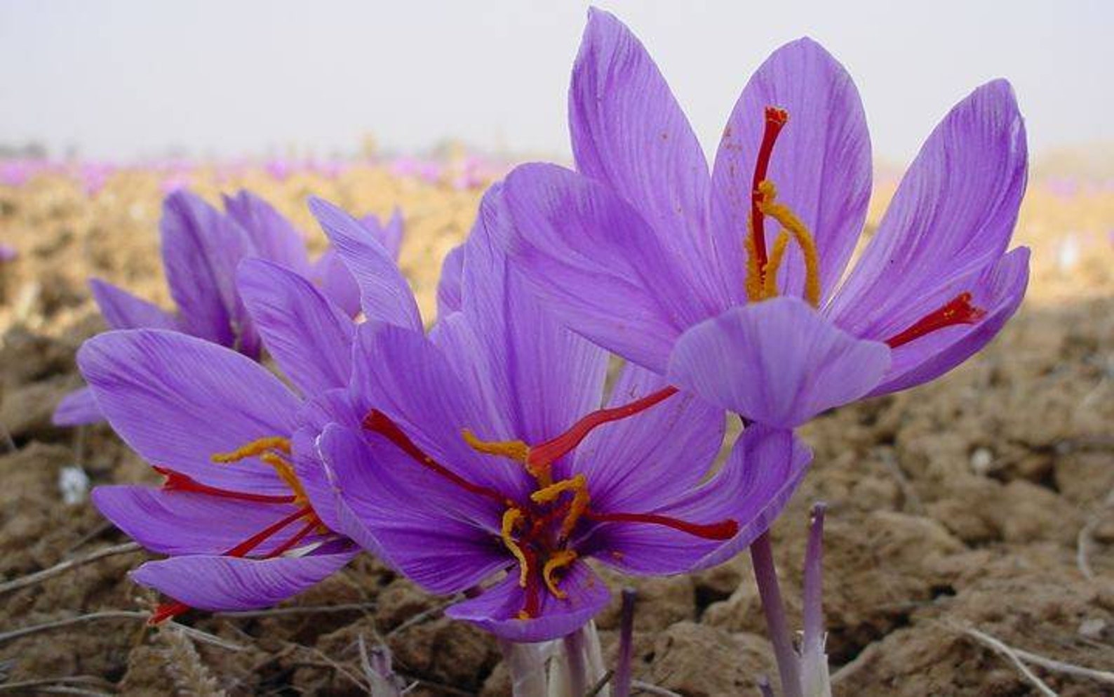 Seasoning Saffron Organic spices 2021 Etsy