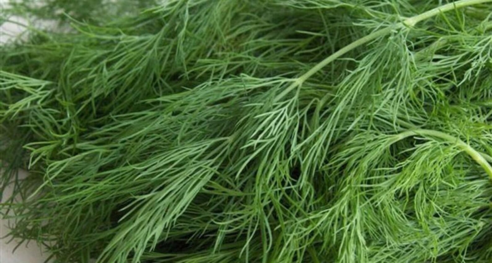 к чему снится укроп. кинза похожая на укроп. зелень к мясу. укроп греен vitamin150г. укроп.