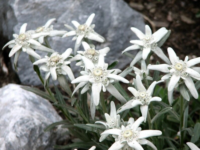 Edelweiss Flower Seeds for sale edelweiss flower seeds Natural Etsy