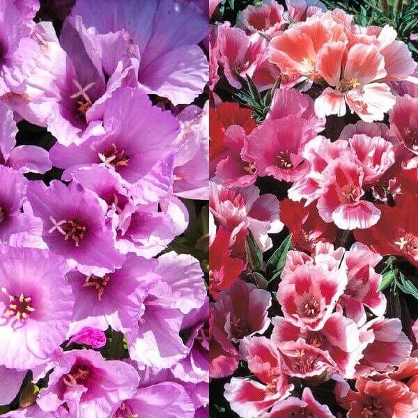 Clarkia Amoena Seeds Clarkia Amoena Seeds Farewell to Spring Etsy UK