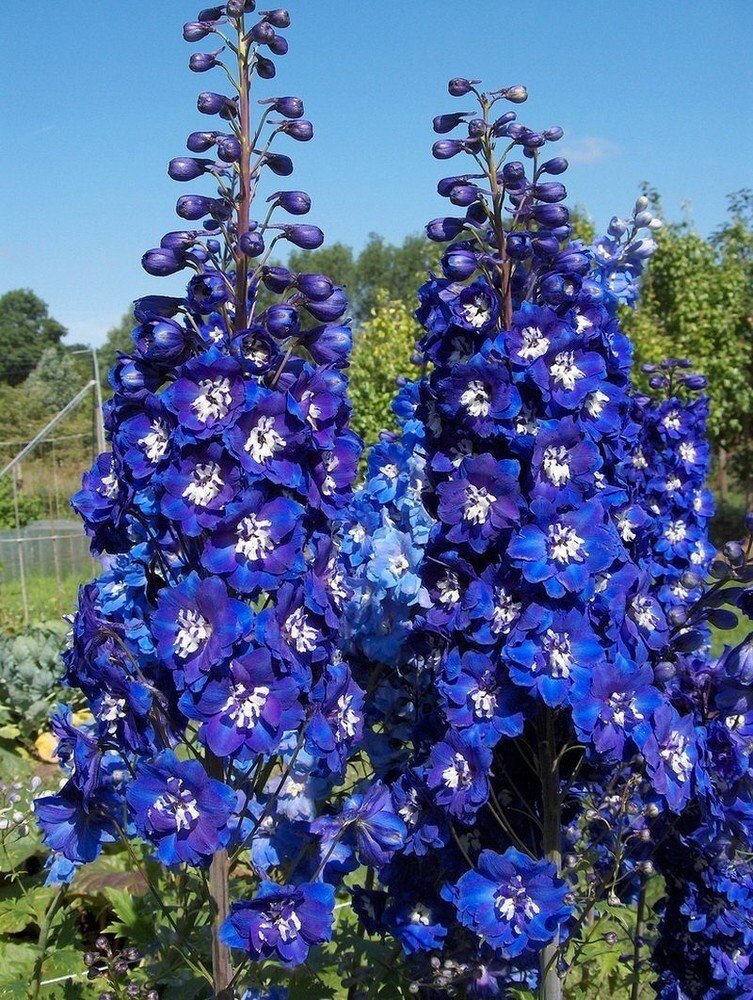 Delphinium Seeds Organic Delphinium flower Delphinium live Etsy
