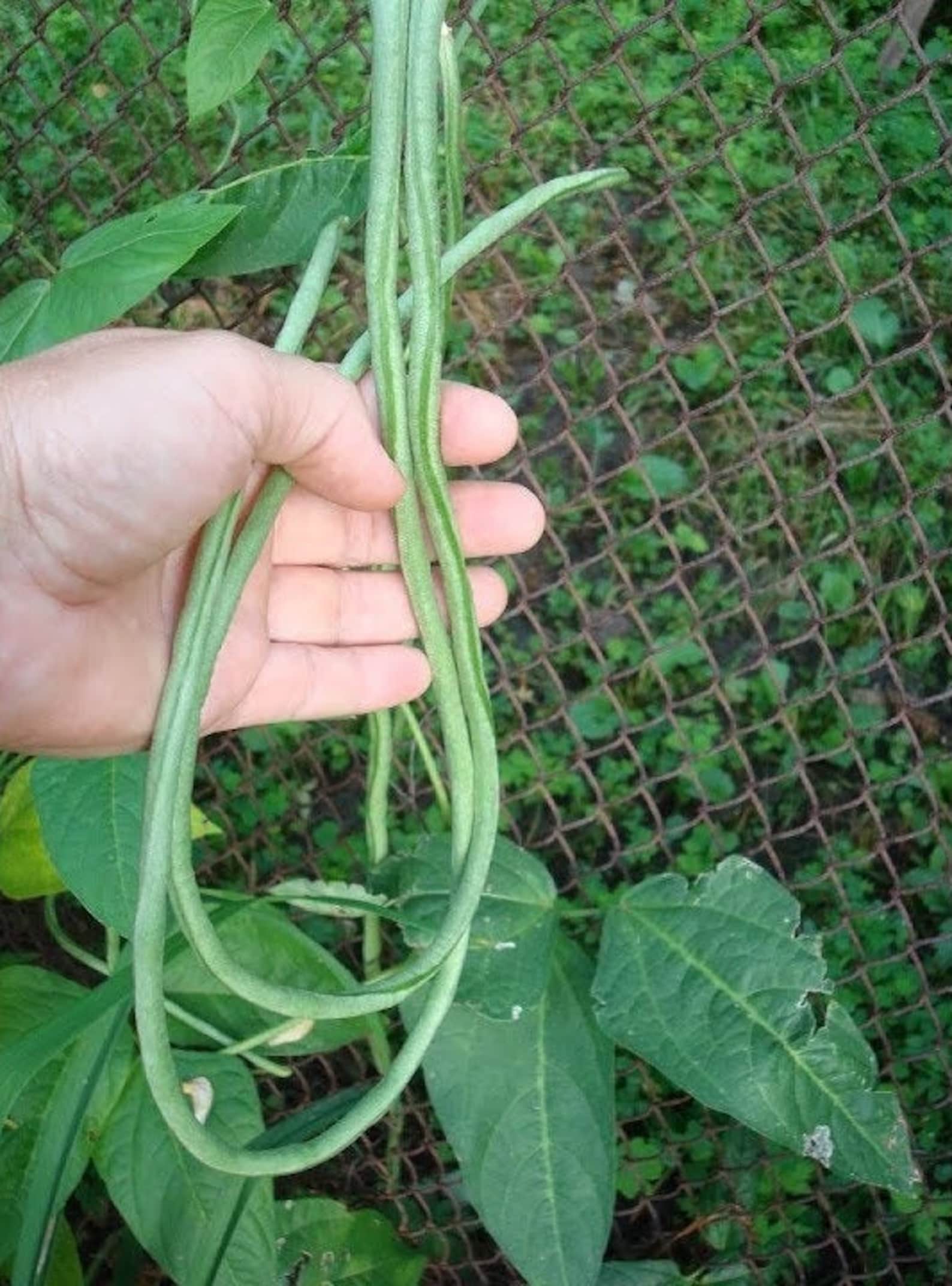 Dark Green Yard Long Bean Seeds Organic Non GMO Heirloom Etsy