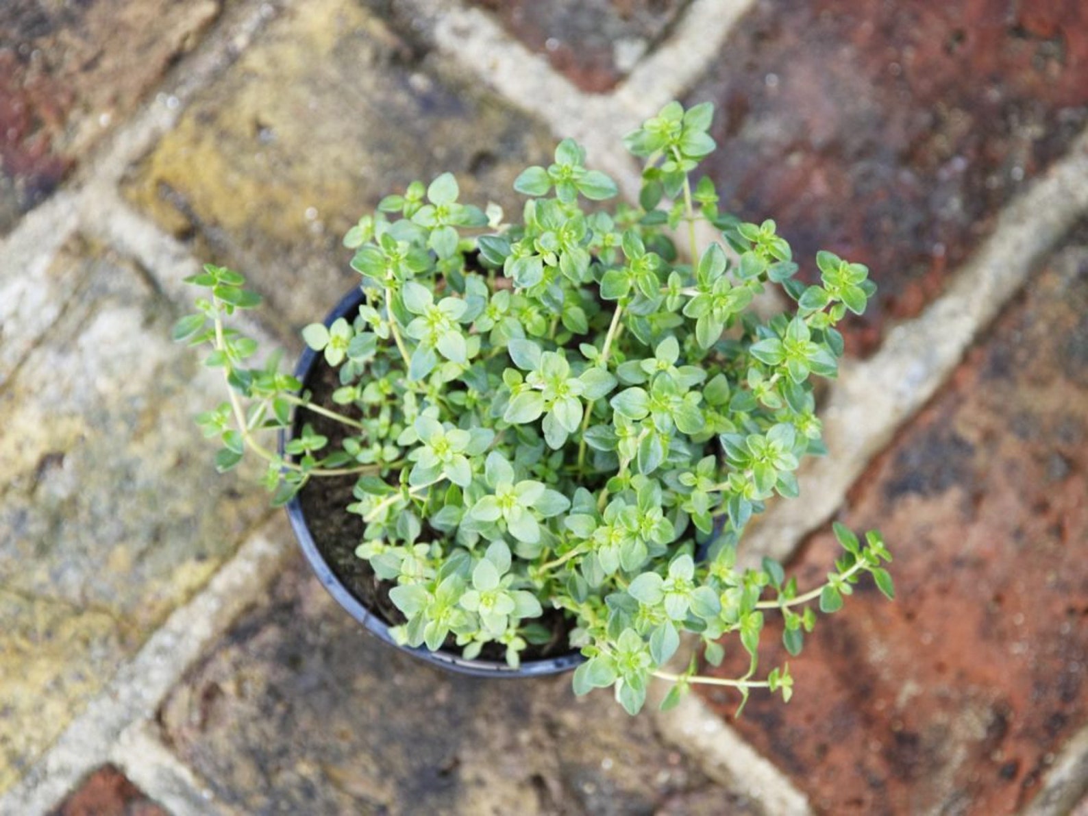 Creeping thyme seeds planting thyme seeds Creeping thyme Etsy