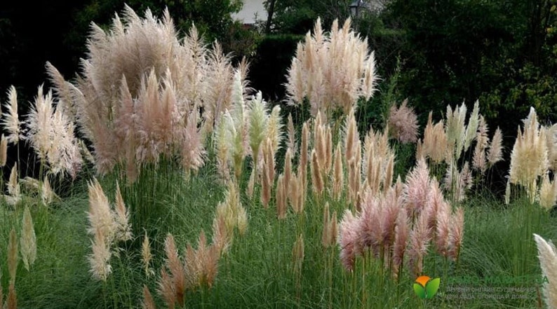 Pampas Grass Seeds Organic Pampas Grass Seeds for Planting | Etsy