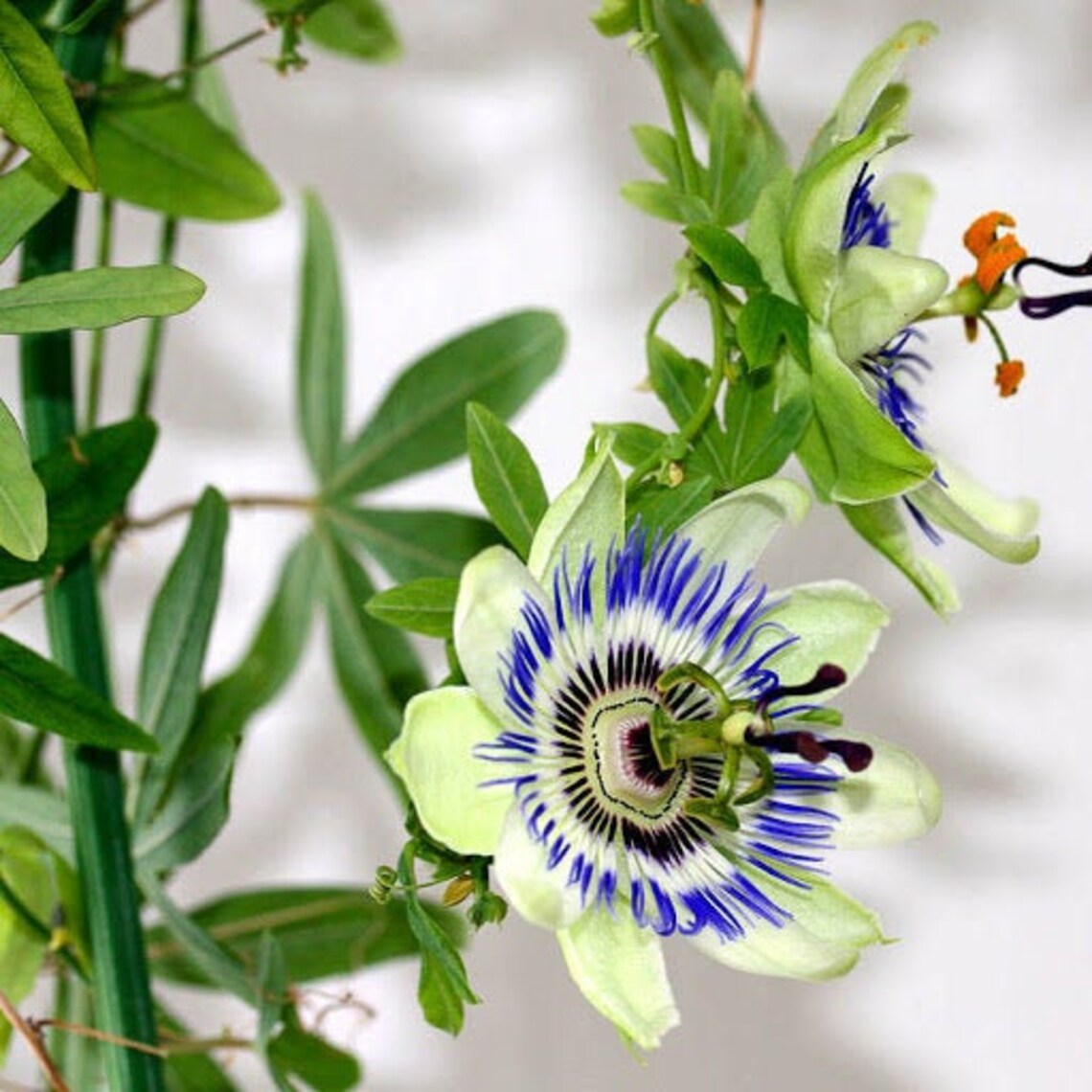 Passiflora Seeds Organic Passion Vine Seeds Passiflora Etsy