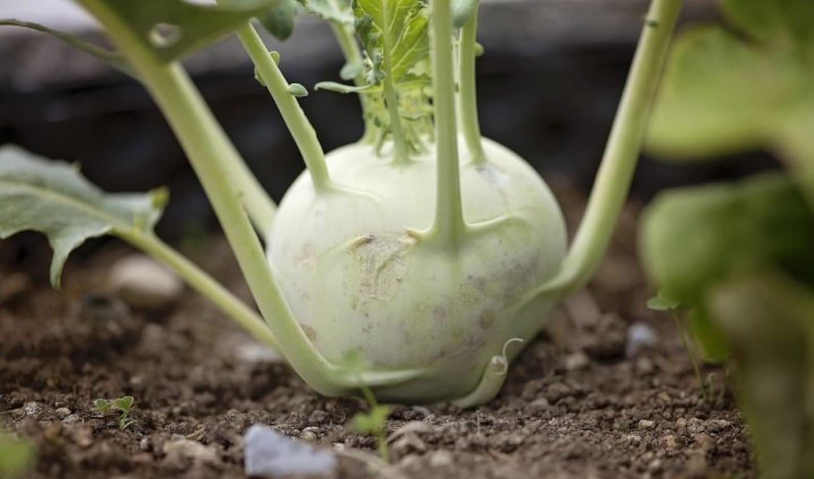 Kohlrabi Giant Kohlrabi Seeds Annual Heirloom Seeds Planting | Etsy