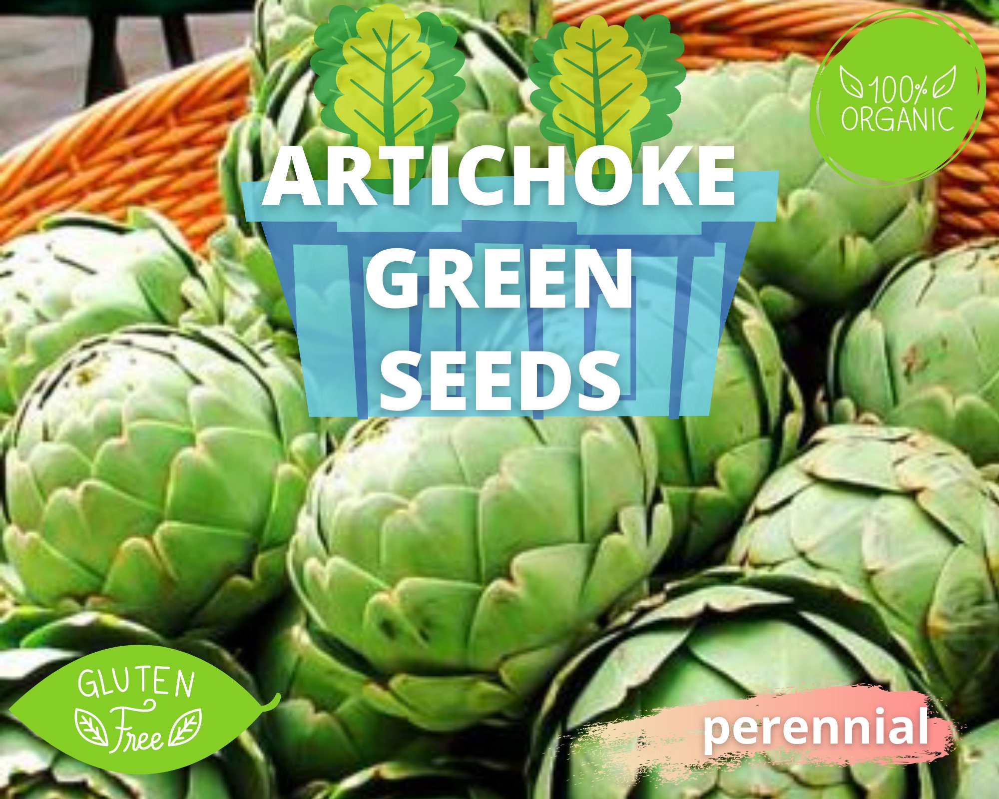 Artichoke Seeds Live Artichoke Organic Heirloom Artichoke Etsy