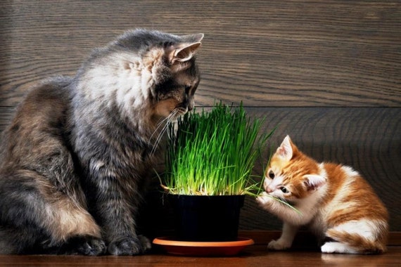 chewy cat grass