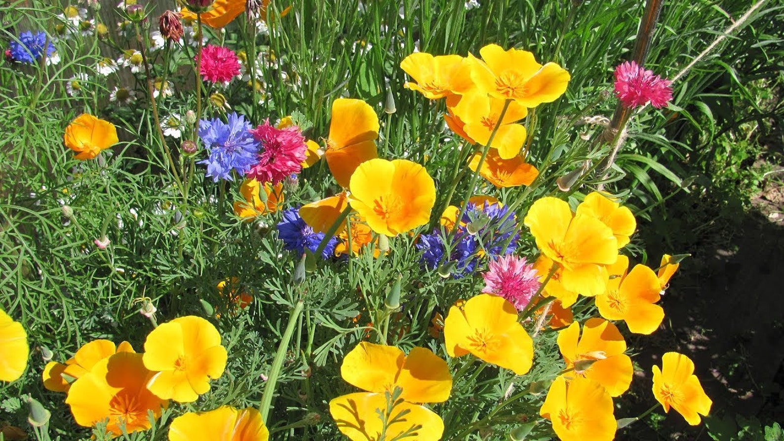 Калифорнийский мак (эшшольция). Эшшольция феерия абрикосовая. Эшшольция пикировка рассады. Эшшольция микадо. Посадка эшшольции семенами.
