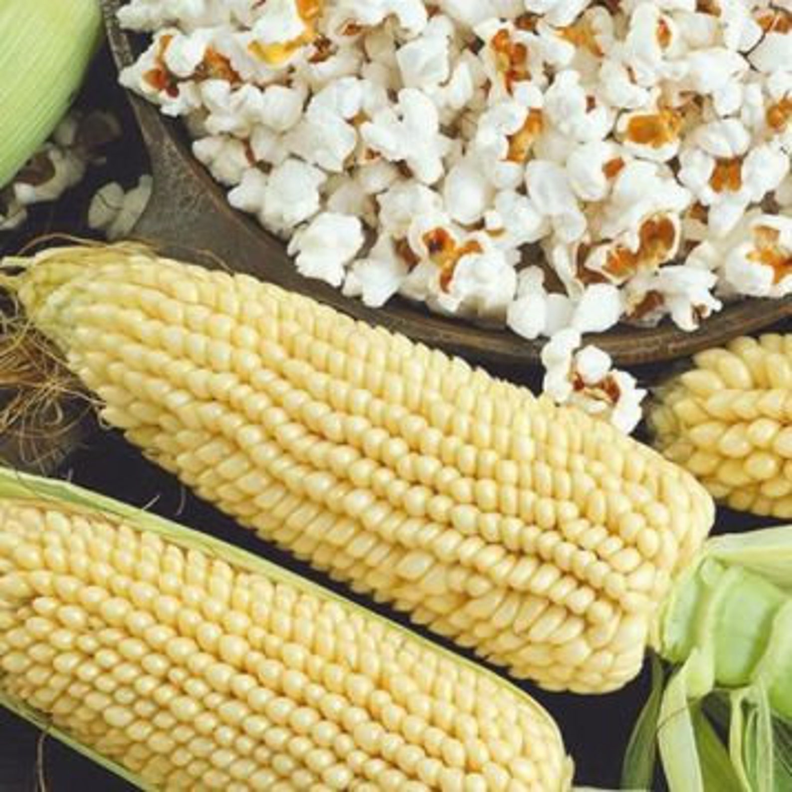 Sweet corn seed for sale Sweet Corn Seed for Sale Non Gmo Corn Etsy