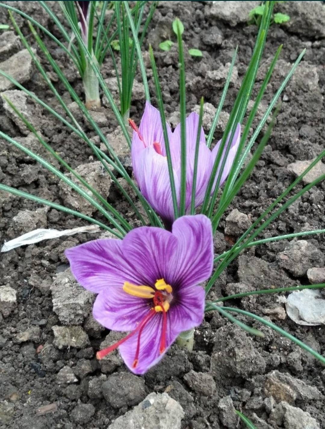 Saffron Bulbs Organic NonGmo 2021 Crocus Sativus Saffron Etsy