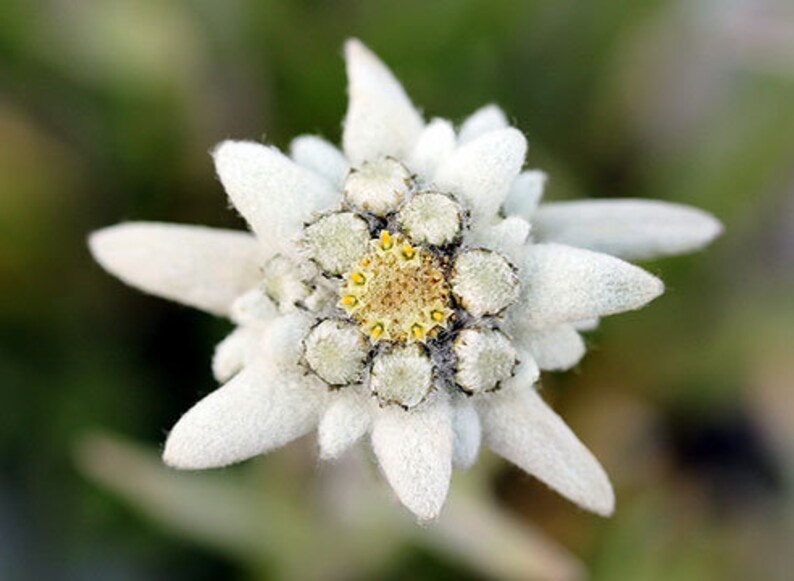 Edelweiss Flower Seeds for sale edelweiss flower seeds Natural Etsy