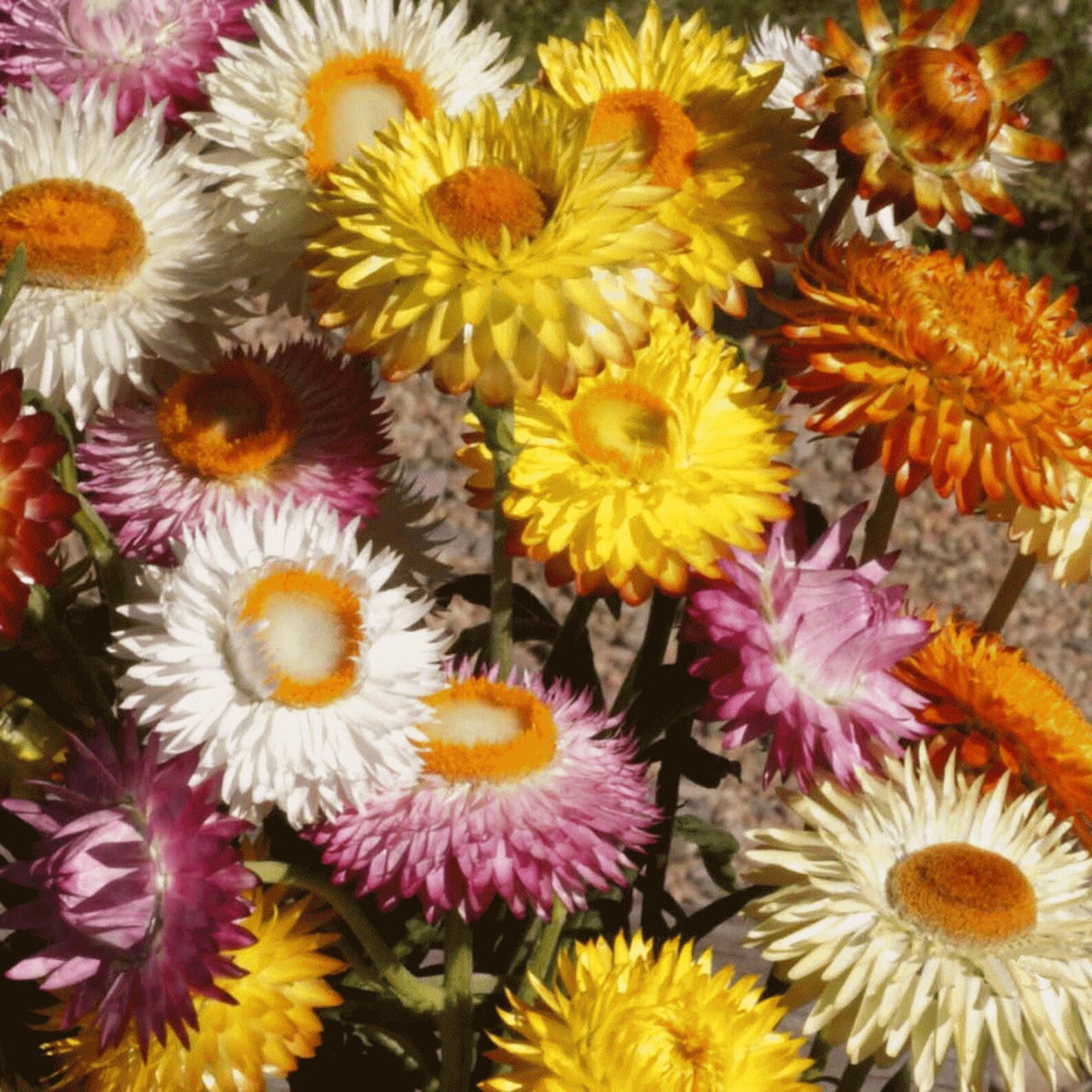 Mix Strawflower Seeds Organic Flower Seeds Straw Helichrysum Etsy