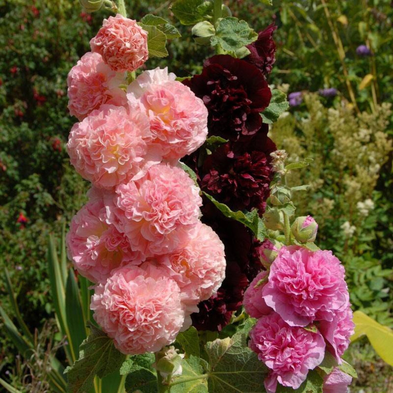 RARE Hollyhock Seeds Organic 2021 MIX Hollyhock Mallow Seeds Etsy