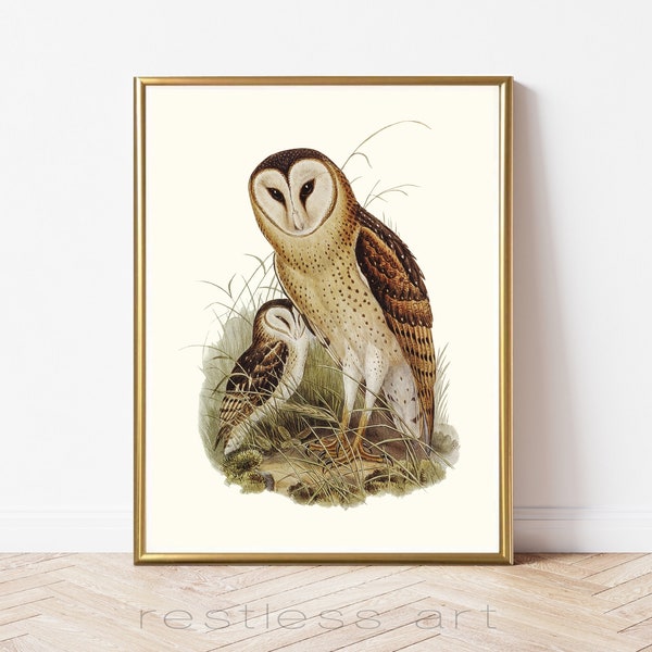 Vintage Owl Illustration | Owl Art, Vintage Art, Bird Art, Animal Art, Mom and Baby, Natural History Illustration