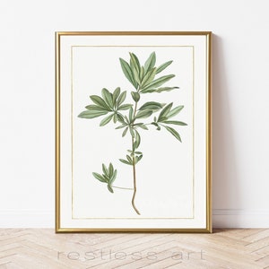 Botanical Stem Vintage Art | Natural History, Vintage Illustration, Botanical Art, Plant Art