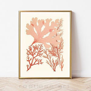 Coral Seaweed Vintage Art | Vintage Illustration, Natural History, Coral Art, Coastal Art, Ocean Art