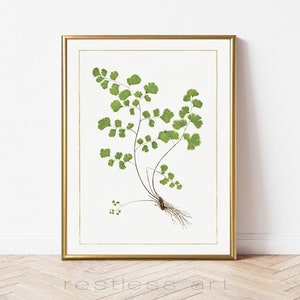 Maiden Fern Vintage Art | Botanical Art, Natural History Art, Vintage Illustration, Plant Art, Vintage Art